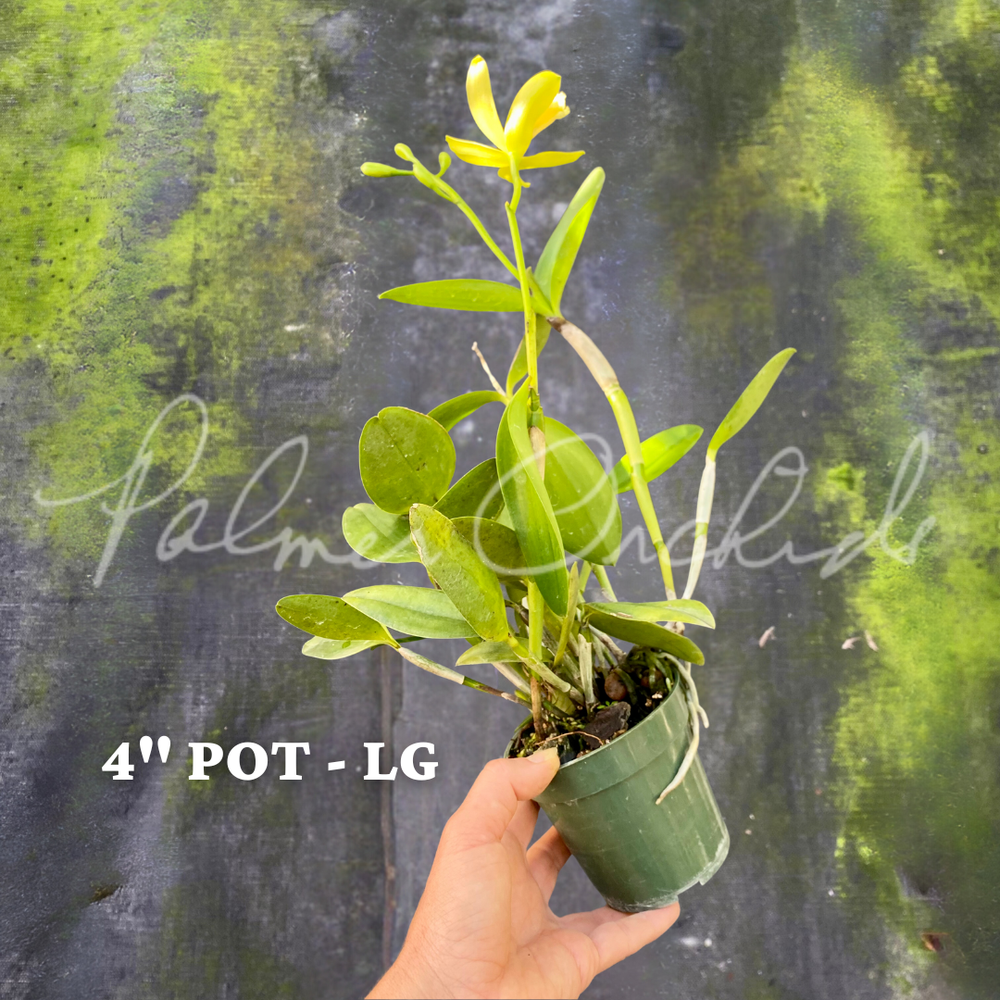 Cattleya forbesii — Palmer Orchids